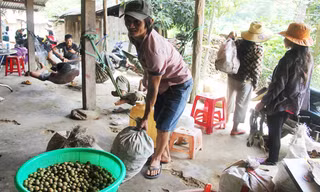 Cõng mây từ rừng ra, người dân xã Trà Leng (huyện Nam Trà My, tỉnh Quảng Nam) bán ngay cho một điểm thu mua ở bìa rừng. Ảnh: Thanh Trần