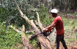 Cắt gỗ cây cao su cần thanh lý bán đấu giá.