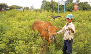 Rah Mah Tih đang dắt bò ngoài bãi chăn đồng thời trông các em.