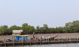 Một giàn nuôi hàu trên sông Mỏ Nhát.