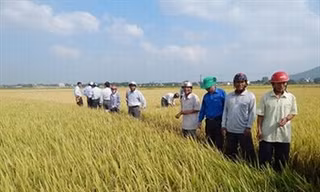 Khánh Hòa bỏ gần 2/3 diện tích lúa vụ hè thu