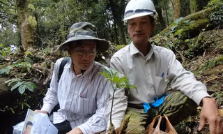 Sâm quý nhất mới chỉ để làm nước uống