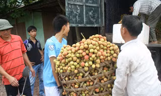 Thu mua vải thiều năm 2015 tại huyện Lục Ngạn, Bắc Giang.