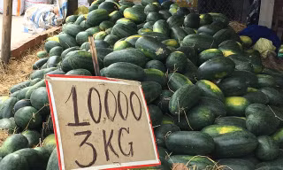 Dưa hấu 1.000 đồng/kg vẫn ế, nông dân điêu đứng