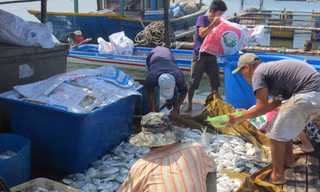 Cá chết trắng lồng bè ở xã Long Sơn