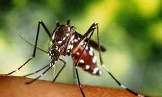 Tạo ra muỗi biến đổi gene kháng sốt rét