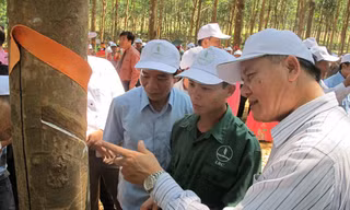 Hướng dẫn, đánh giá chất lượng mủ cao su.
