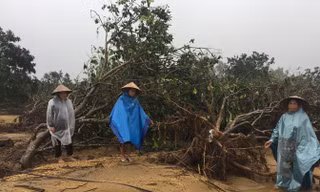 Tan hoang vườn bưởi Phúc Trạch. Ảnh: Việt Hương