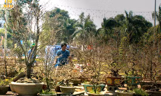 “Lão mai” đọ sắc với mai ghép