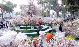 Hà Nội chỉ tổ chức lễ hội hoa anh đào duy nhất.