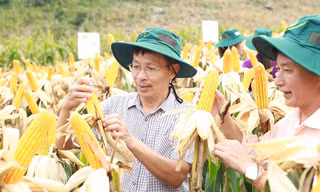 Nhiều giống ngô biến đổi gen đã được cấp phép trồng trên diện rộng. Ảnh: Vinh Đào