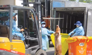 Chuẩn bị tiêu hủy heo “an thần” ở bãi rác Đông Thạnh.