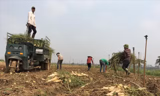 Thu gom củ cải lên xe để mang đi tiêu hủy.