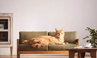 Sofa giường dành cho mèo.