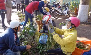Gần tết, nhiều khách mua lan rừng