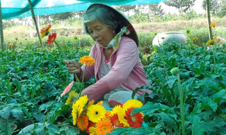 Cận Tết nhưng vườn hoa của bà Hồ Thị Phi (ấp Vĩnh Yên, xã Long Đức, thành phố Trà Vinh) vẫn nở rất ít . Ảnh: D.Hiền