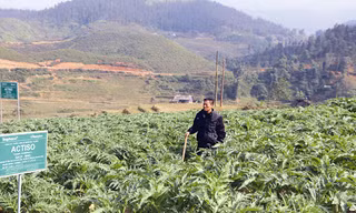 Bên ruộng atisô của mình, Thào A Cáng khoe: “Vụ atisô trước, tôi đã mua được xe máy”. Ảnh: Nguyễn Bình