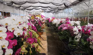 Lan hồ điệp trồng trong nhà kính