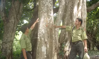 Nơi dự kiến xây dựng Nhà máy thủy điện Đrăng Phốk là rừng có hệ sinh thái đa dạng và nhiều loại gỗ quý.