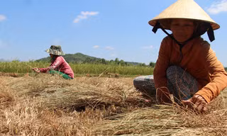 Người dân xã Mỹ Tài cắt lúa non về cho bò ăn
