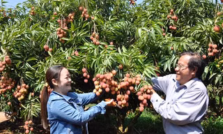 Ông Quốc hướng dẫn người thu mua cách cắt vải.
