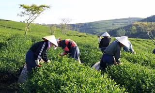 Vườn chè Xuân Trường.