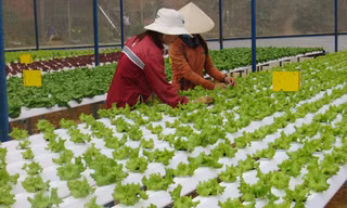 TPHCM đang vận động hộ nong nghiệp, tổ hợp tác, trang trại chuyển đổi thành doanh nghiệp