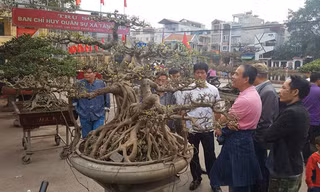 Siêu cây tiền tỷ ở làng Triều Khúc