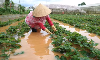  Vườn dâu tây bị ngập