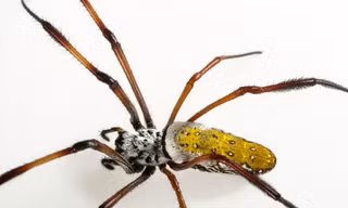 Nhện chuối độc phân bố nhiều ở Brazil.