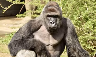 Con khỉ đột có tên Harambe (Ảnh: Sở thú Cincinnati)