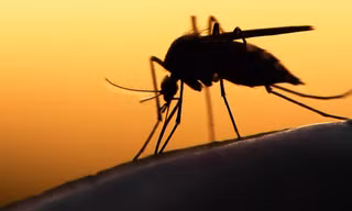 TPHCM: Thai phụ mắc Zika sinh con bình thường