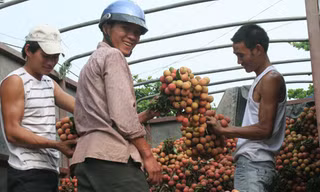 Hơn 1.000 hộ nông dân Bắc Giang có thu nhập trăm triệu từ vải thiều
