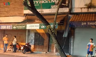 Vụ cây sưa bị chặt hạ: Người dân lo cho số phận cây sưa lớn còn lại