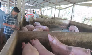 Yêu cầu doanh nghiệp giảm giá thịt lợn xuống 75.000 đồng/kg