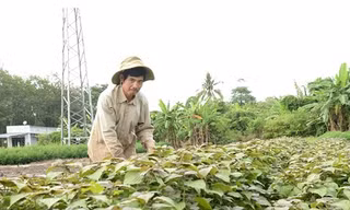 Trồng loại rau dân gian làm thuốc hen suyễn cả ngàn năm nay, dân Bình Phước cứ bán là hết sạch