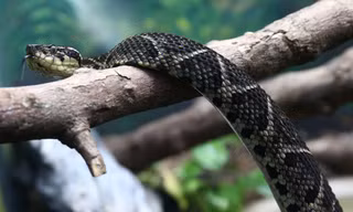 Rắn jararacussu. Ảnh: Reuters
