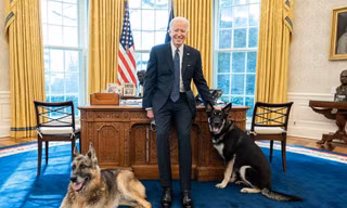 Ông Biden và 2 chú chó cưng trong phòng Bầu dục. Ảnh: Nhà Trắng