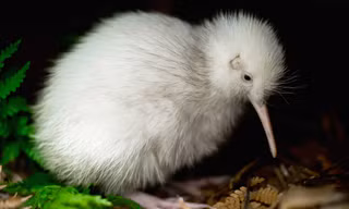 Cá thể kiwi cái Manukura. Ảnh: Getty