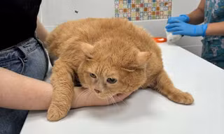 Con mèo béo nhất thế giới chết sau nỗ lực giảm cân