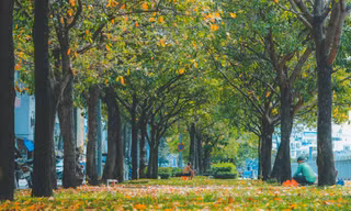 Góc thu lãng mạn giữa Sài Gòn, ngỡ như đang ở Thủ đô