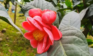 Độc đáo cây hải đường trăm tuổi ở Hải Phòng trổ hoa đón Tết