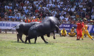 Trâu số 07 vô địch Lễ hội chọi trâu Đồ Sơn năm 2019