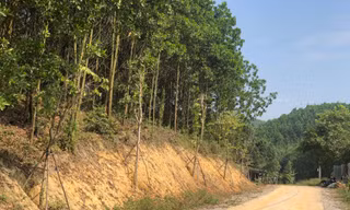 Kỳ lạ, hàng cây tiền tỷ 'tự mọc' trong khuôn viên dự án ở Quảng Ninh