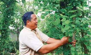Niềm vui chăm cây thuốc quý.