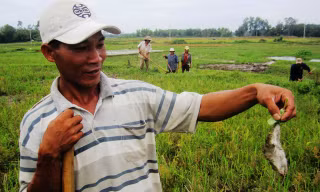 Nông dân Quảng Nam làm đủ cách để đuổi chuột cứu lúa nhưng không xuể.