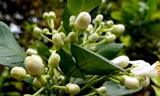 Một vẻ đẹp tháng Ba. Ảnh: Đỗ Đức.