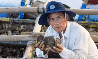 Hàu giống tự nhiên cho chất lượng cao.