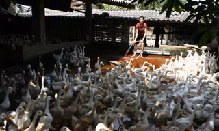 Người dân chăn nuôi gia cầm tại Vĩnh Phúc. Ảnh: Hồng Vĩnh.