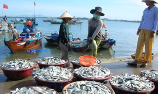 Tiếp tục dừng khai thác hải sản vùng đáy ở 4 tỉnh miền Trung